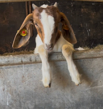 2 whether Boer Goat kids for sale