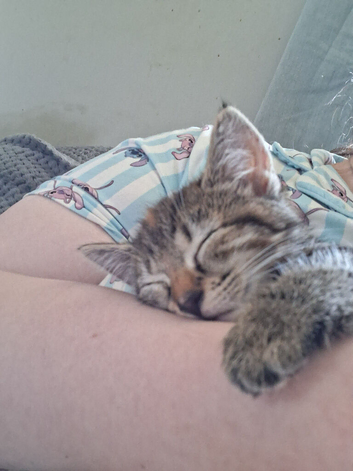 Tabby kitten