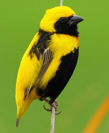 Yellow bishops