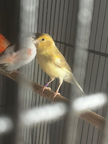 Cinnamon variegated cock