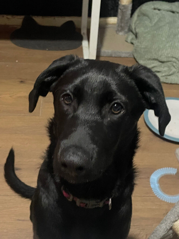 Labrador x Rottweiler looking for home!