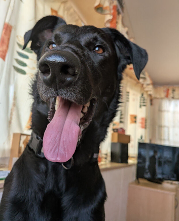 Crunchy 3 yr old Labrador cross