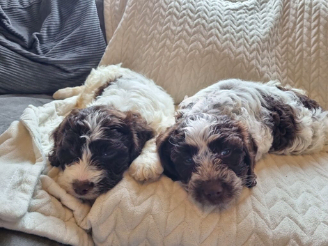 Cocker spaniel X Lagotto Romagnolo pups