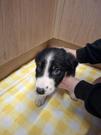 4 male Border Collie puppies for sale