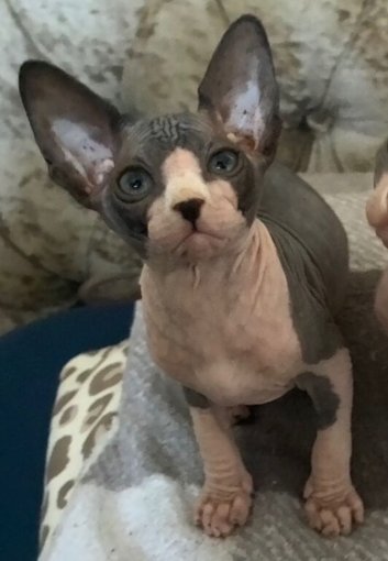 Blue and cream Canadian sphynx