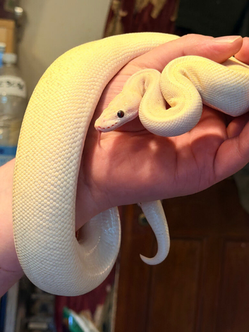 Ball pythons