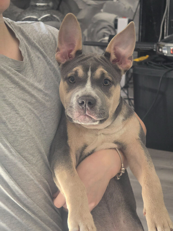 Male pocket American bully cross