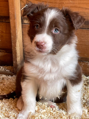 Gorgeous Border collie Puppy's