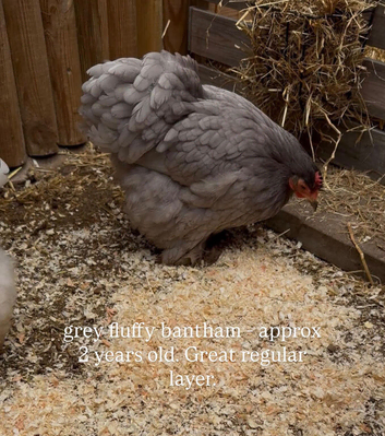 Three Hens for rehoming