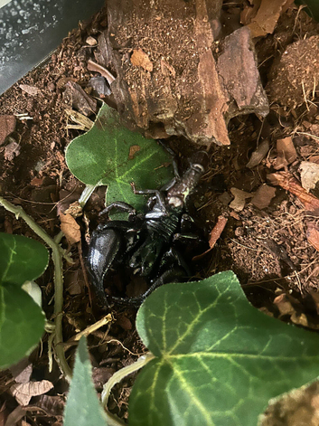Asian forest scorpion