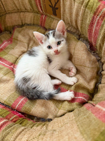 Kittens ready now