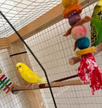 2 budgies