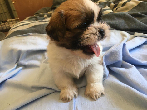 Beautiful litter of Shih Tzu puppies