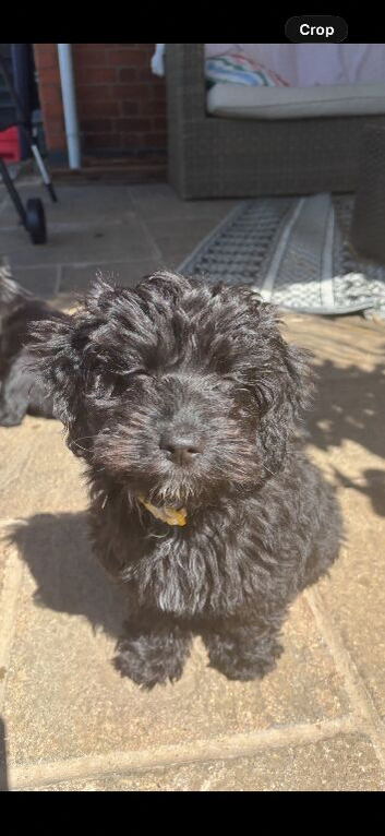 Cockerpoo  puppy female