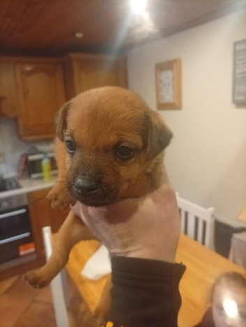 Terrier chihuahua X pups