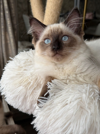Ragdoll Kitten, Ready for a new home