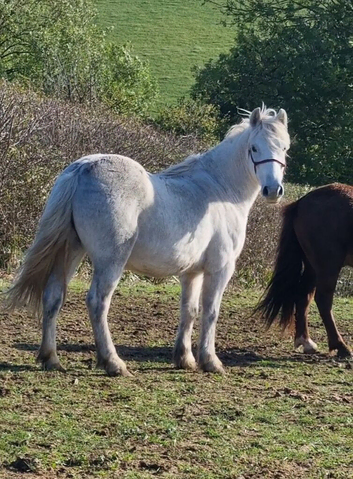 Cob x Dartmoor Stocky Gelding