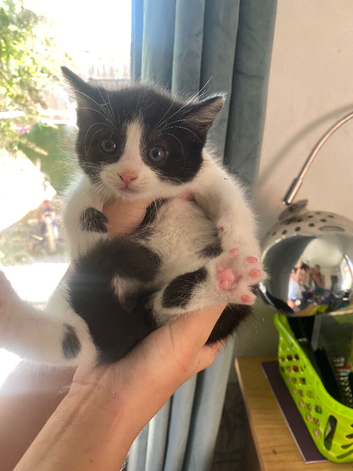 Adorable super fluffy calico kittens ready to be homed