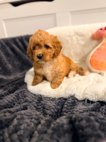 Beautiful Cavapoochon Puppy&rsquo;s For Sale Kent