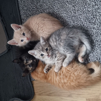 lovely kittens