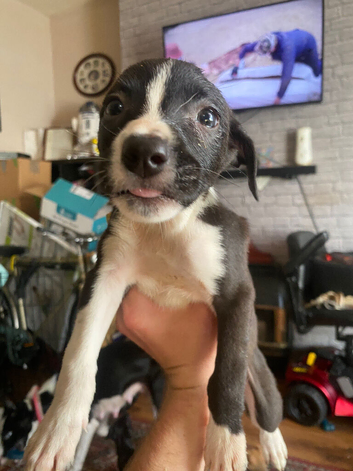 5 puppies for sale