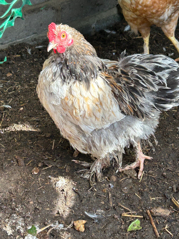 Trio mini filler chickens