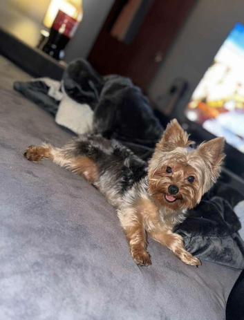 Beautiful Yorkshire Terrier Stud &ndash; Casper