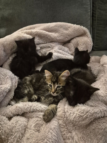 Kittens for sale