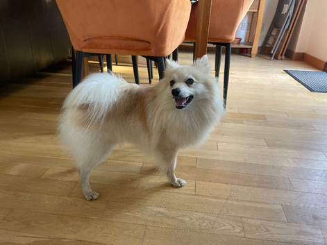 German spitz