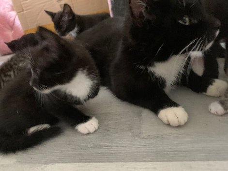 Adorable 8-Week-Old Kittens Looking for Their Forever Homes!