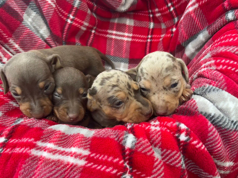 Beautiful dachshund puppies!!