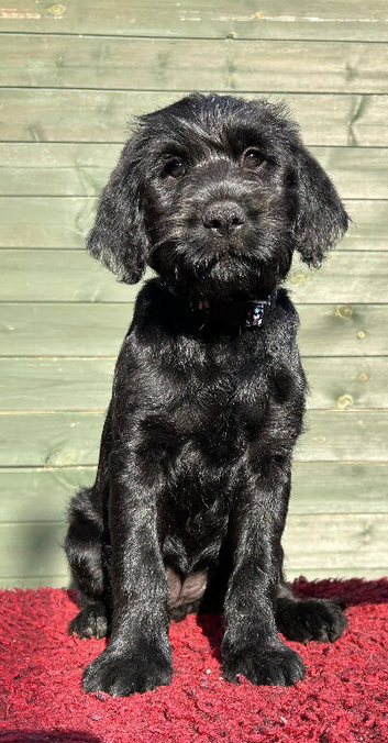 Labraguese Puppies for sale