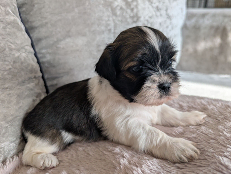 Shih Tzu puppys
