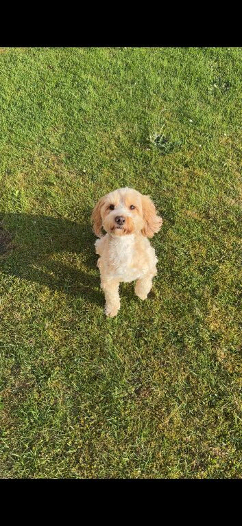 Cockapoo puppies