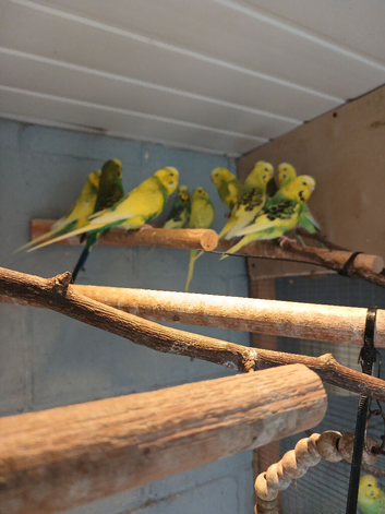 Budgies for sale in cardiff