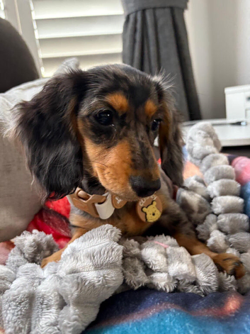 Ling haired dapple miniature dachshund