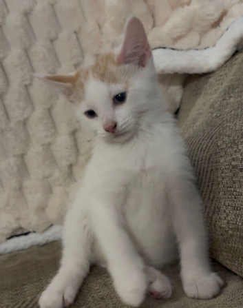 3 lovely kittens