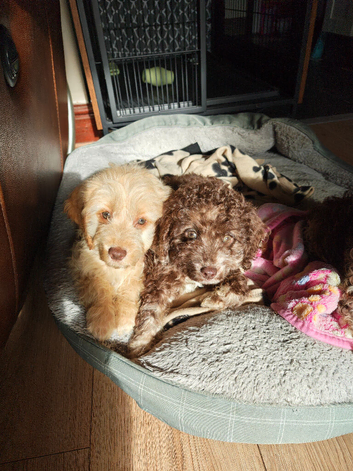 Cockapoo puppys