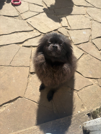 4 month old Pom