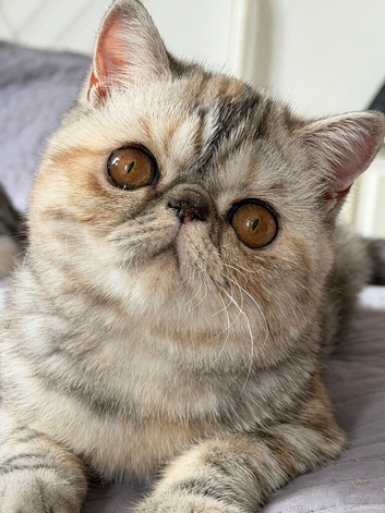 Ready Now . Gorgeous GCCF registered kittens from Champions parents