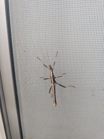 Indian and sunny sunny stick insects