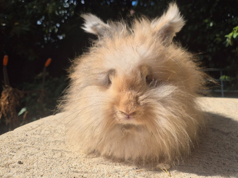 STUNNING MAXI FULL FACE ANGORA BABIES