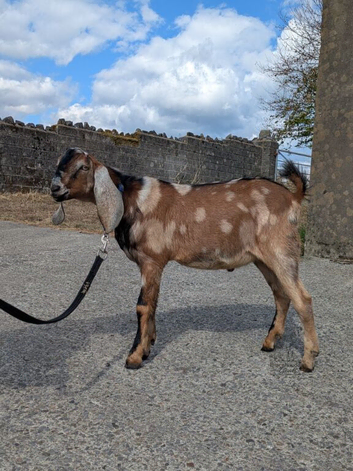 Pedigree Anglo nubian billy kid
