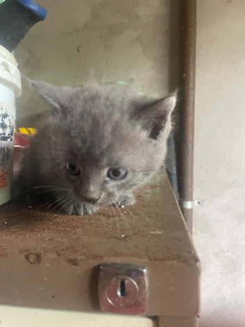 Grey kitten