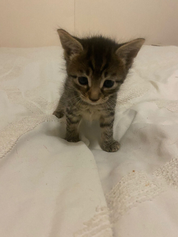 Kittens