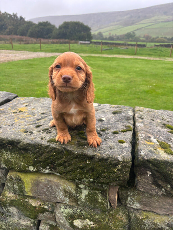 Red Boy Cocker Left