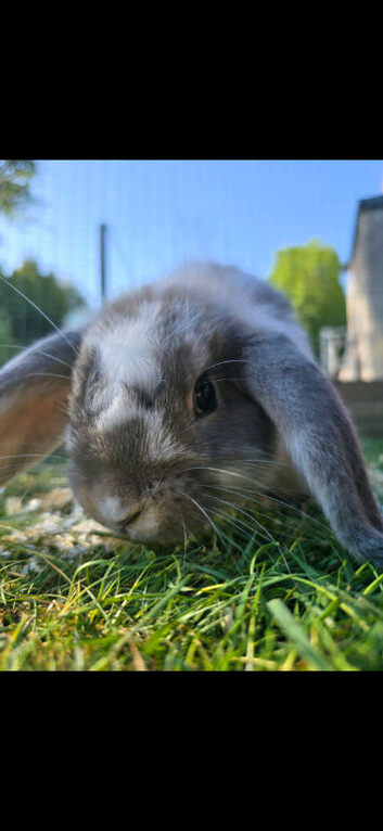 Bonded Brothers Lop Rabbits