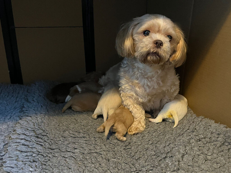 Gorgeous litter of shitzu puppies