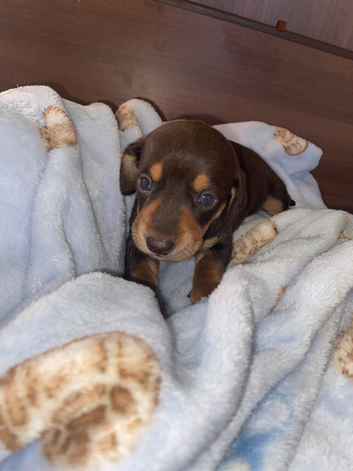 Dashhound puppies