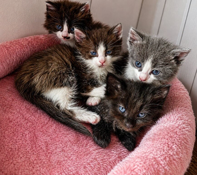 Ragdoll mix